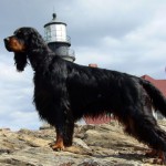 Profile picture of Donnah (Mainely Glass)